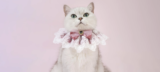 Exclusive LovelyPawly Deal: Grab 10% Off Your Furry Companion’s Favorites!